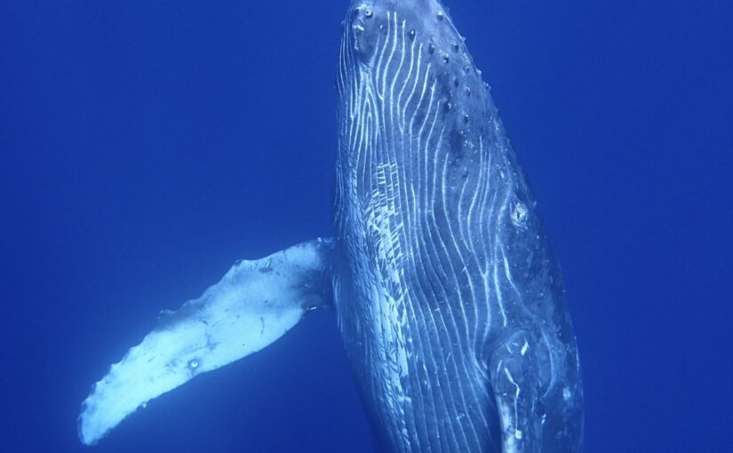 奄美 ホエールスイム クジラ