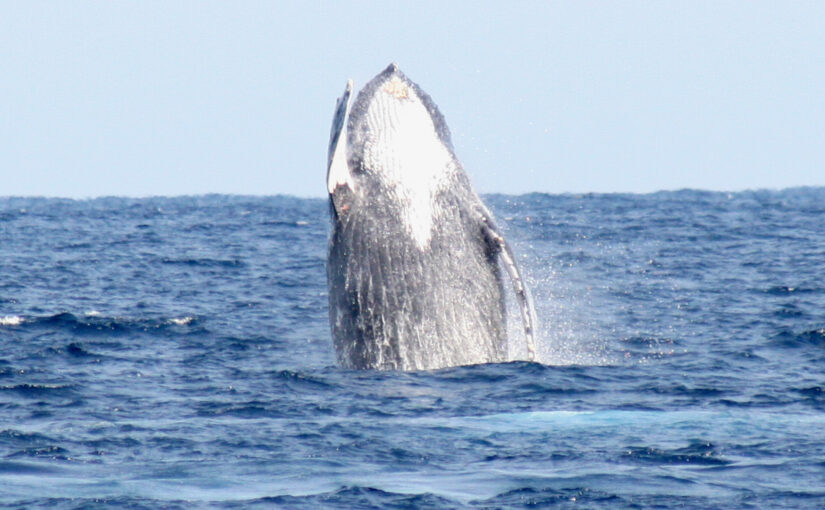 奄美　ホエールウォッチング　クジラ