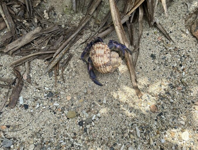 奄美大島のナイトツアーで見られるヤシガニ