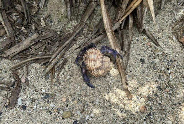 奄美大島のナイトツアーで見られるヤシガニ