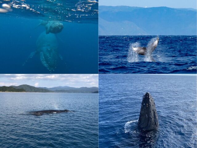 【奄美大島/冬季限定】親子クジラに会えるホエールウォッチングツアー♪シンガーホエールの強烈な鳴き声が感動!1月~3月限定☆《写真データ付き&貸切OK》(No.194)