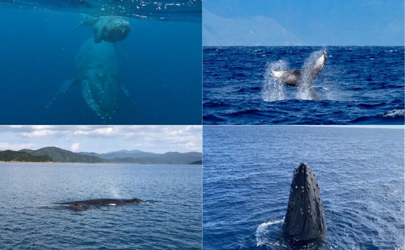 【奄美大島/冬季限定】親子クジラに会えるホエールウォッチングツアー♪シンガーホエールの強烈な鳴き声が感動!1月~3月限定☆《写真データ付き&貸切OK》(No.194)