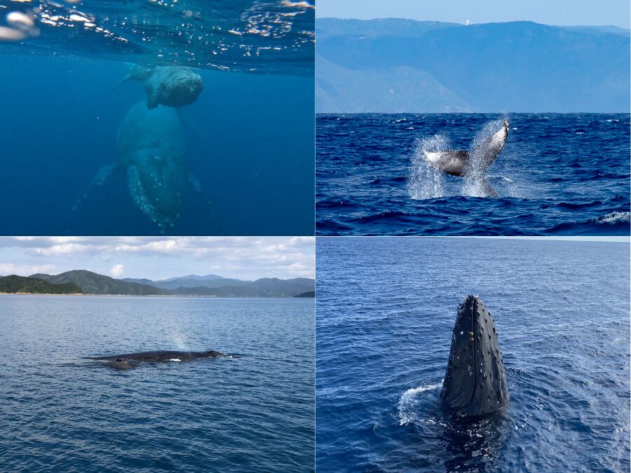 【奄美大島/冬季限定】親子クジラに会えるホエールウォッチングツアー♪シンガーホエールの歌声に感動!1月~3月限定☆《写真データ付き&貸切OK》(No.194)