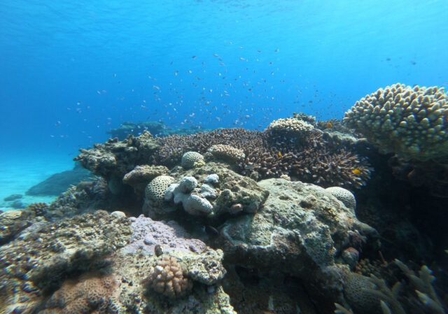 奄美大島の海で鮮やかなサンゴ