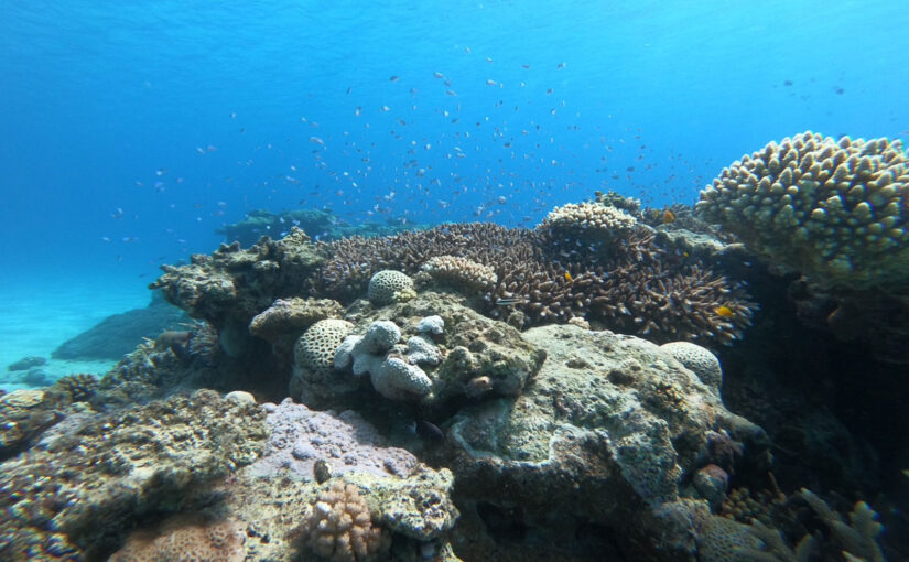奄美大島の海で鮮やかなサンゴ