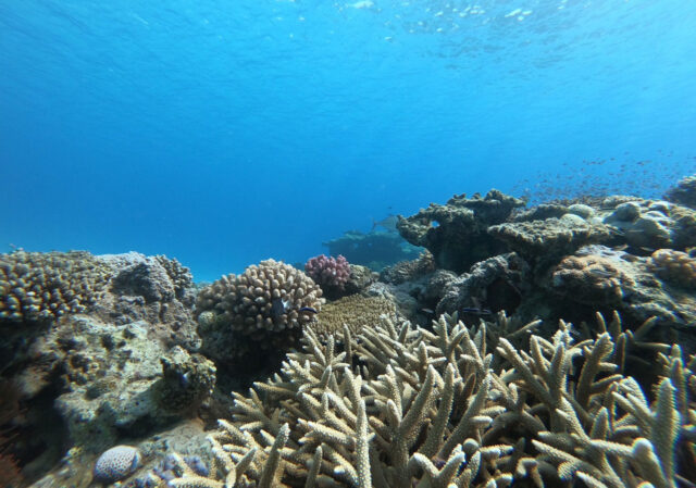 奄美大島の海で鮮やかなサンゴと魚たち