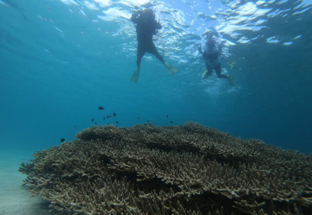奄美大島の透明な海でシュノーケリングを楽しむ