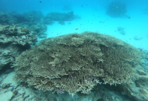奄美大島のサンゴ礁と海の魚たち