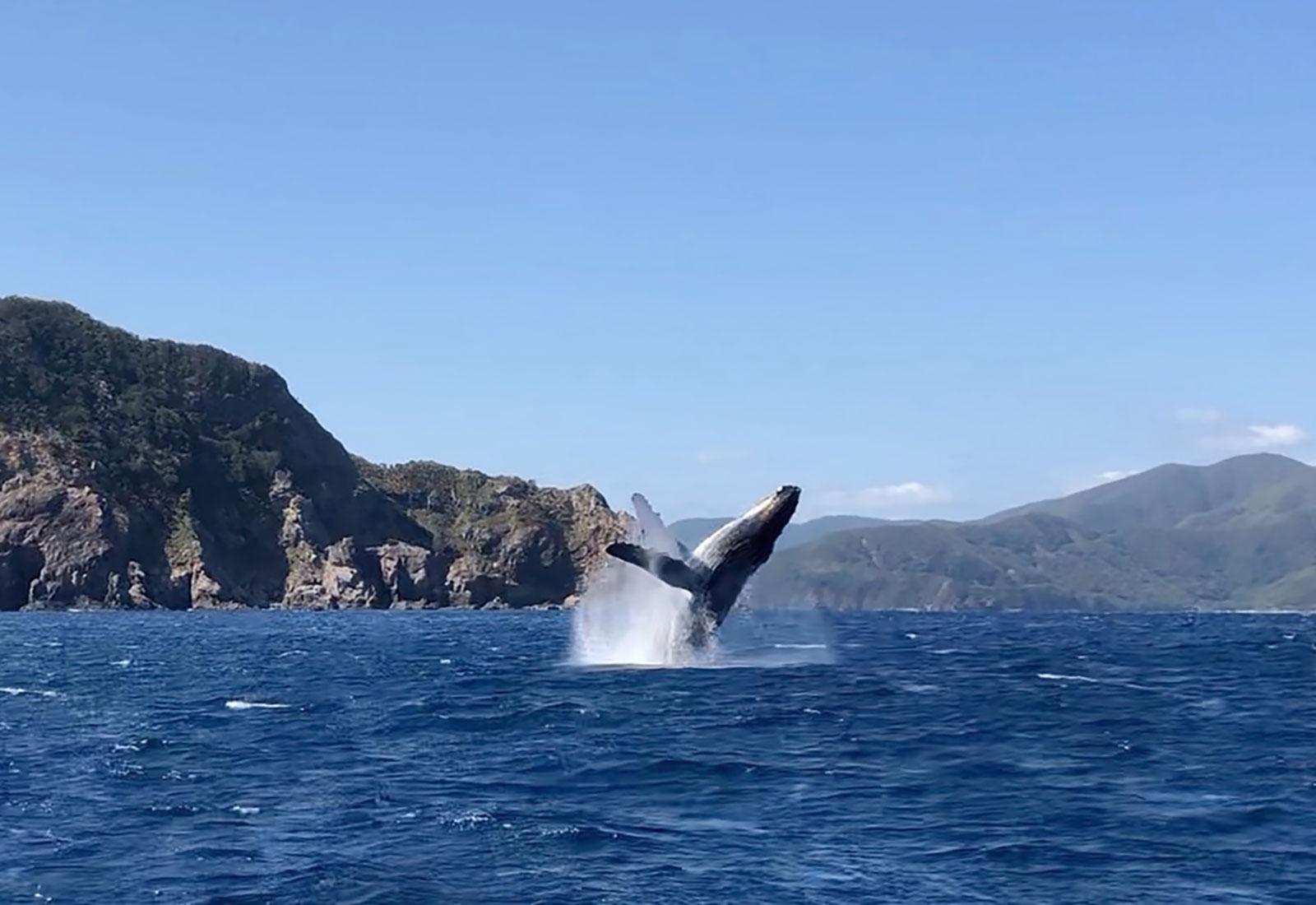 【奄美大島/冬季限定】親子クジラに会えるホエールウォッチングツアー♪シンガーホエールの歌声に感動!1月~3月限定☆《写真データ付き&貸切OK》(No.194)