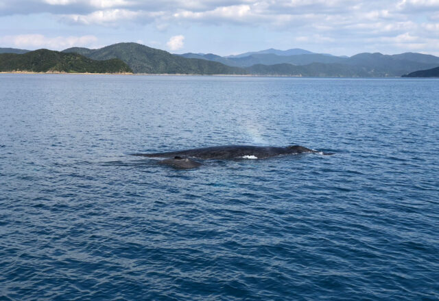 奄美大島の穏やかな海を進むクジラの親子