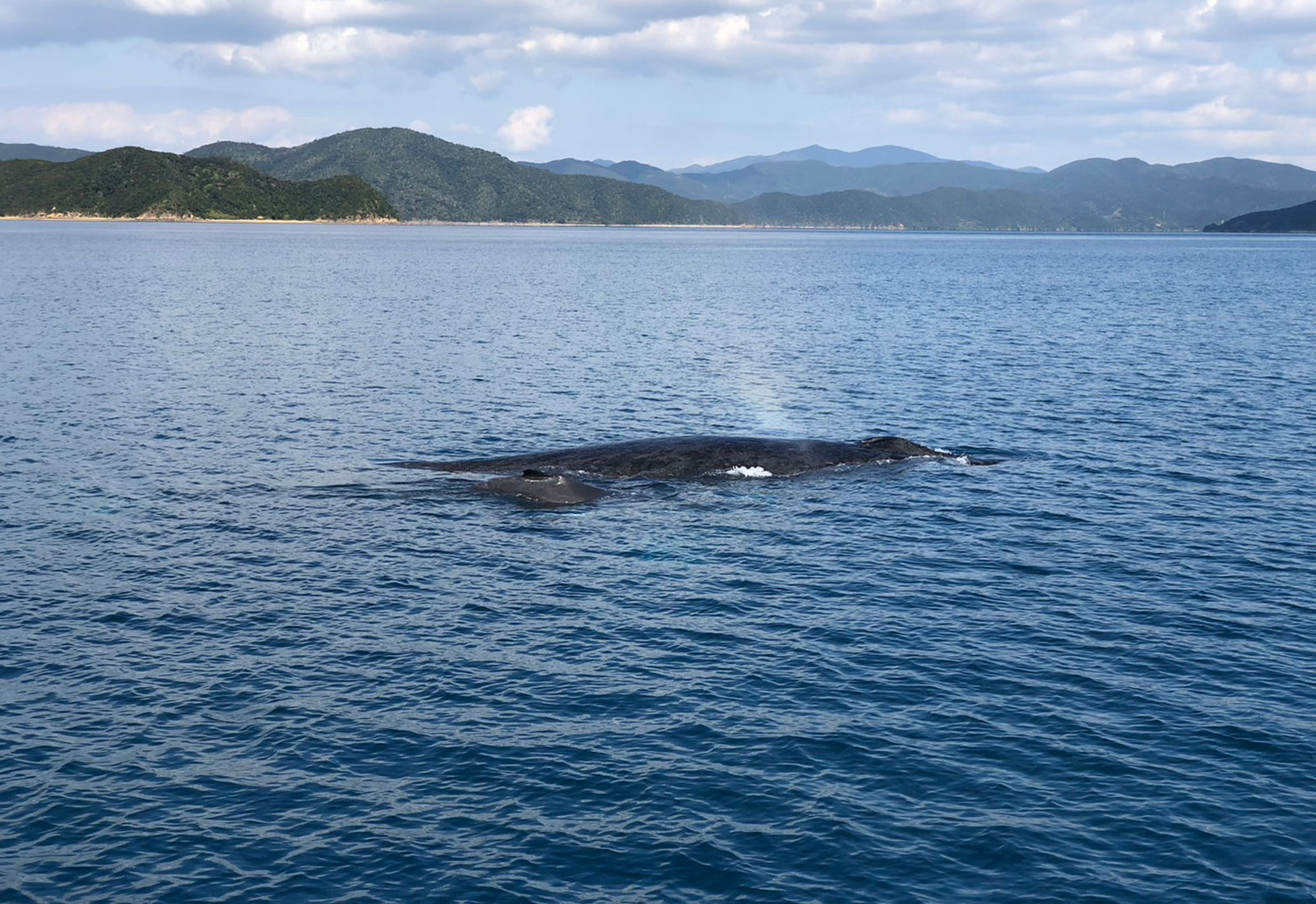 【奄美大島/冬季限定】親子クジラに会えるホエールウォッチングツアー♪シンガーホエールの歌声に感動!1月~3月限定☆《写真データ付き&貸切OK》(No.194)