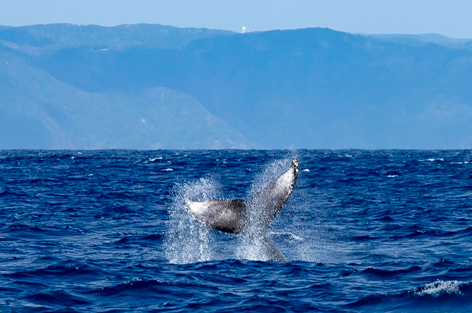【奄美大島/冬季限定】親子クジラに会えるホエールウォッチングツアー♪シンガーホエールの歌声に感動!1月~3月限定☆《写真データ付き&貸切OK》(No.194)