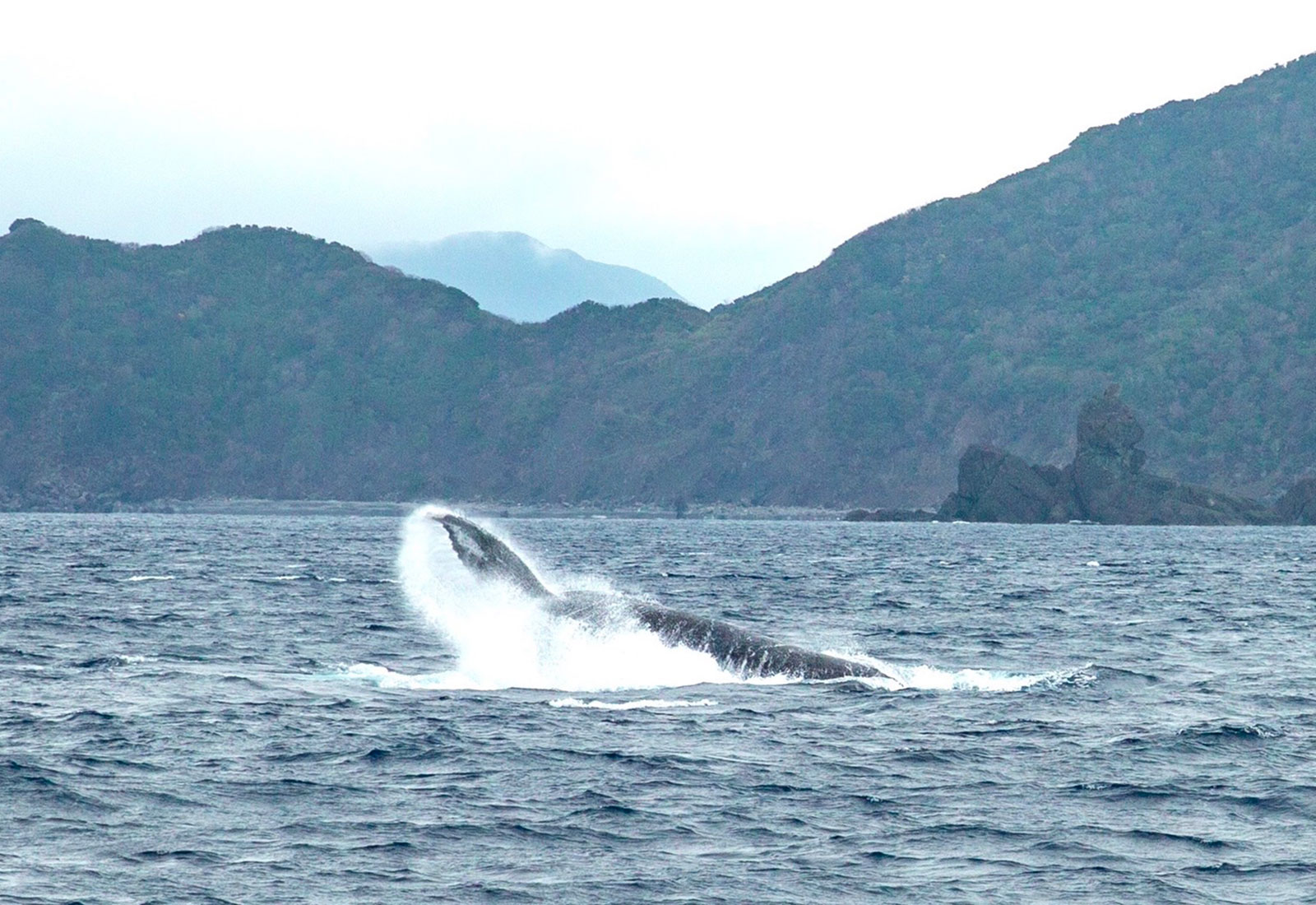 【奄美大島/冬季限定】親子クジラに会えるホエールウォッチングツアー♪シンガーホエールの歌声に感動!1月~3月限定☆《写真データ付き&貸切OK》(No.194)