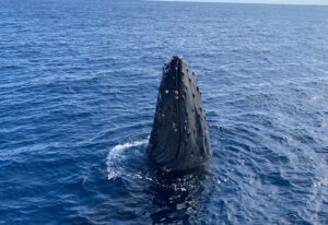 奄美大島の海に現れたザトウクジラの頭部