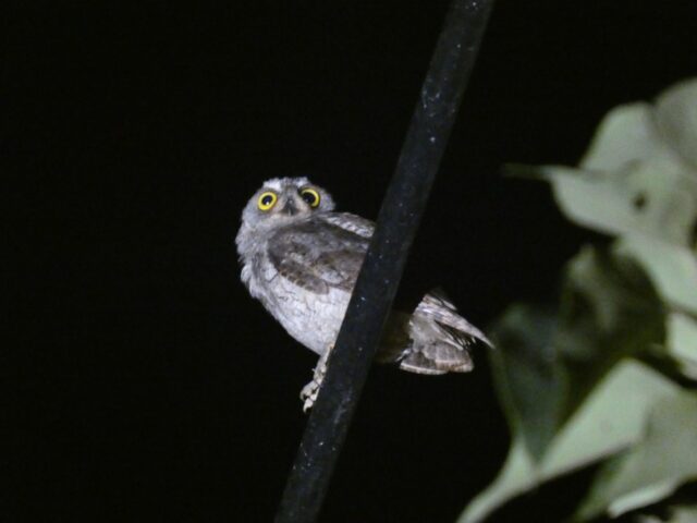 奄美　ナイトツアー　生き物