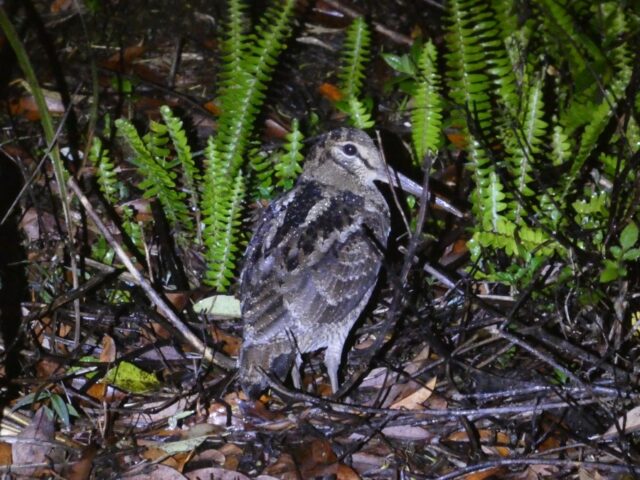 奄美　ナイトツアー　生き物