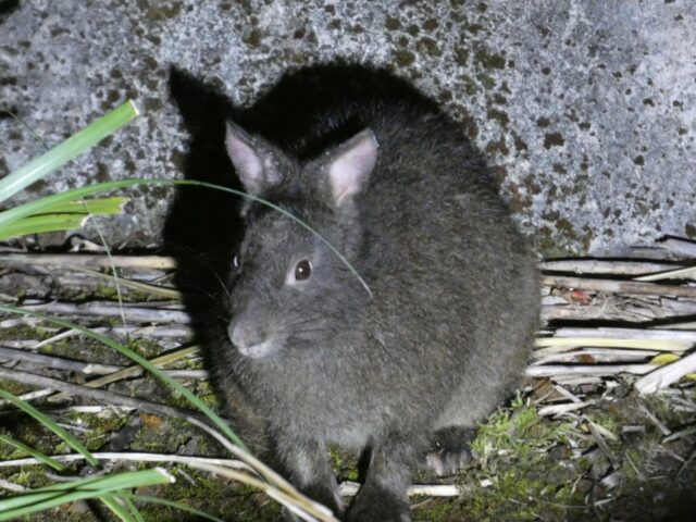 奄美　ナイトツアー　生き物