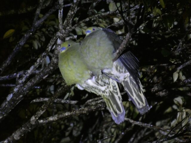 奄美　ナイトツアー　生き物