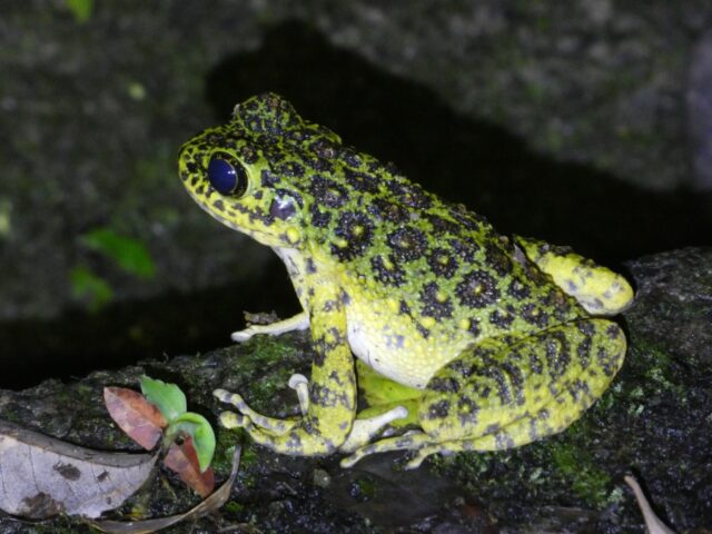 奄美　ナイトツアー　生き物