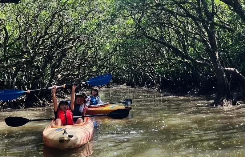 マングローブカヌー