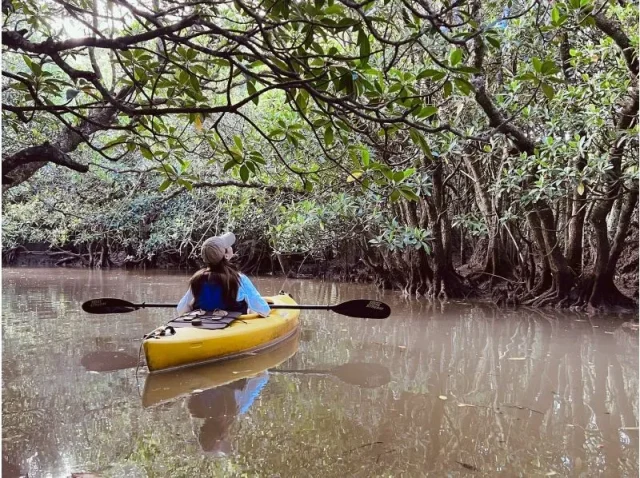 マングローブカヌー