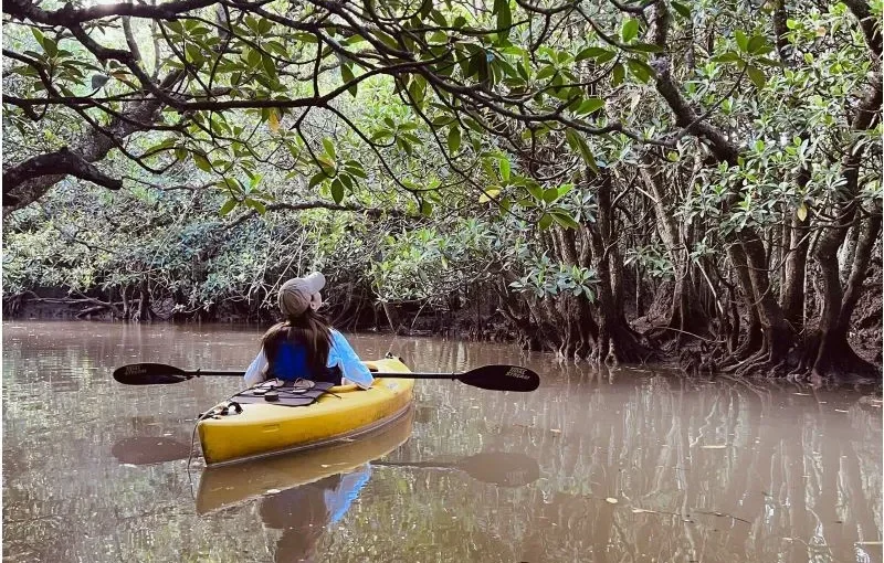 マングローブカヌー