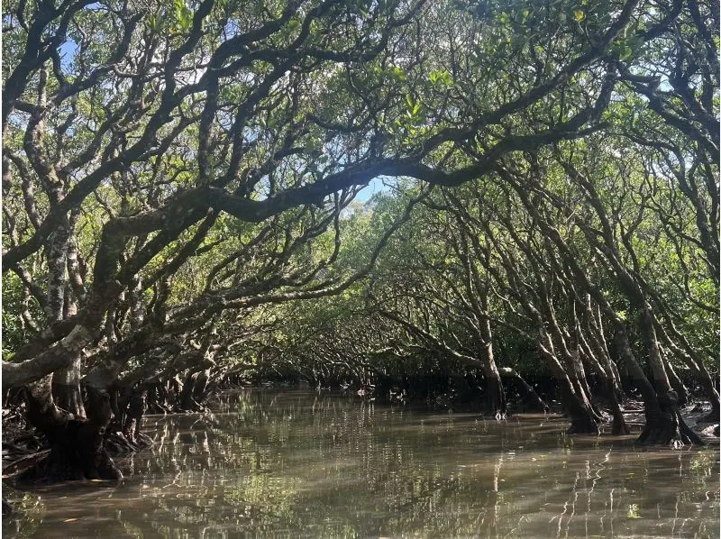 【奄美大島/2時間】完全貸切マングローブカヌー体験☆満潮だけの神秘的な景色へ《0歳から参加OK・送迎可》（No.212）