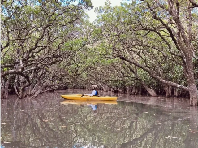 マングローブカヌー