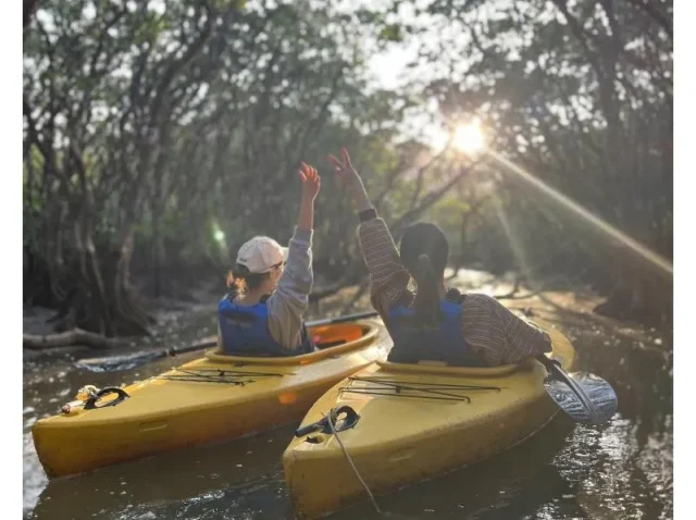 サンセットマングローブ
