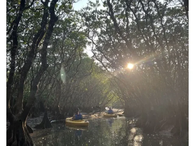 サンセットマングローブ