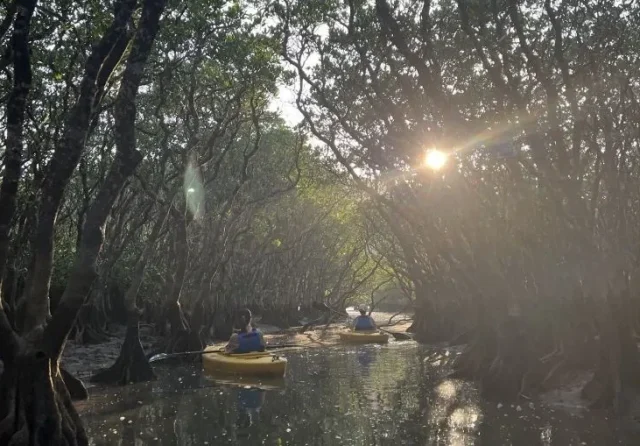 サンセットマングローブ