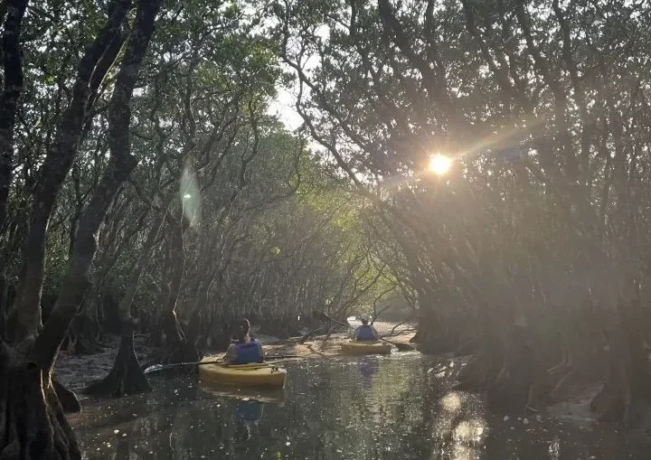 【奄美大島/夕方】1組限定貸切ツアー☆夕陽に照らされたマングローブを進むサンセットカヌー体験☆《0歳からOK・写真付き》（No.214）