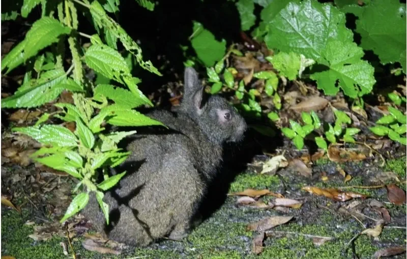 ナイトサファリ