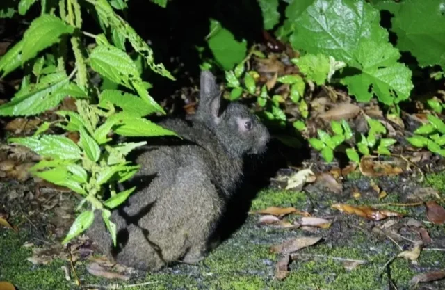 ナイトサファリ