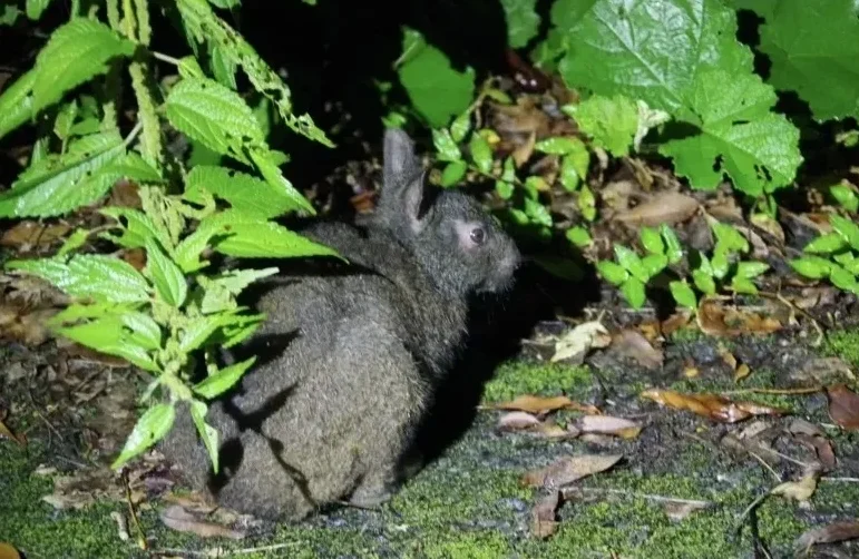 【奄美大島/夜】1組限定貸切！アマミノクロウサギ観察ナイトツアー☆幻の生き物に会いに夜の森探検へ！《0歳〜OK・送迎可》（No.216）