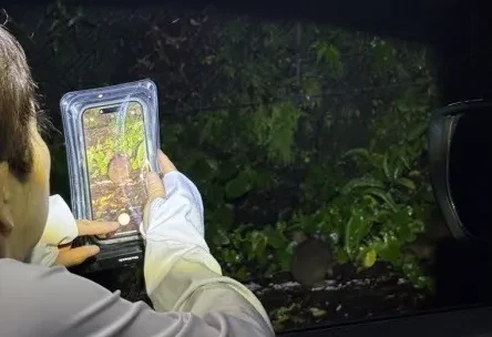 【奄美大島/夜】1組限定貸切！アマミノクロウサギ観察ナイトツアー☆幻の生き物に会いに夜の森探検へ！《0歳〜OK・送迎可》（No.216）