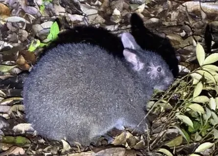 【奄美大島/夜】1組限定貸切！アマミノクロウサギ観察ナイトツアー☆幻の生き物に会いに夜の森探検へ！《0歳〜OK・送迎可》（No.216）