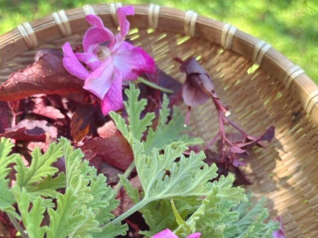 ハーブ ハーブ散策 奄美の自然