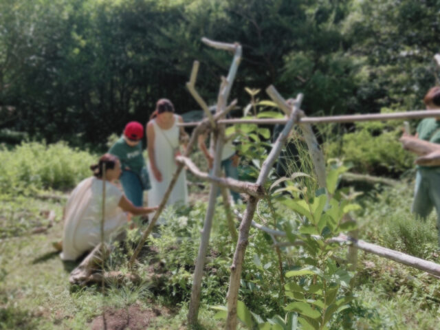 ハーブ　ハーブ散策　奄美の自然