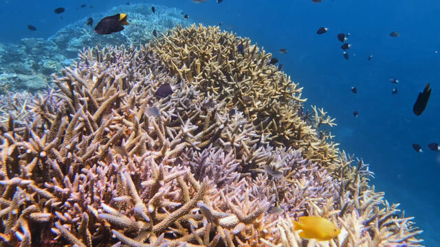 奄美大島と宮古島・観光情報の違いをチェック！旅先選びで後悔しないコツを解説