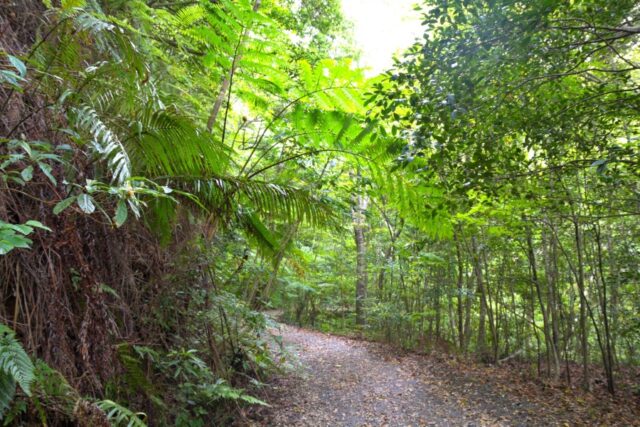 奄美大島の中心地「名瀬」ってどんなところ？人気の観光スポットやおすすめのツアーをご紹介