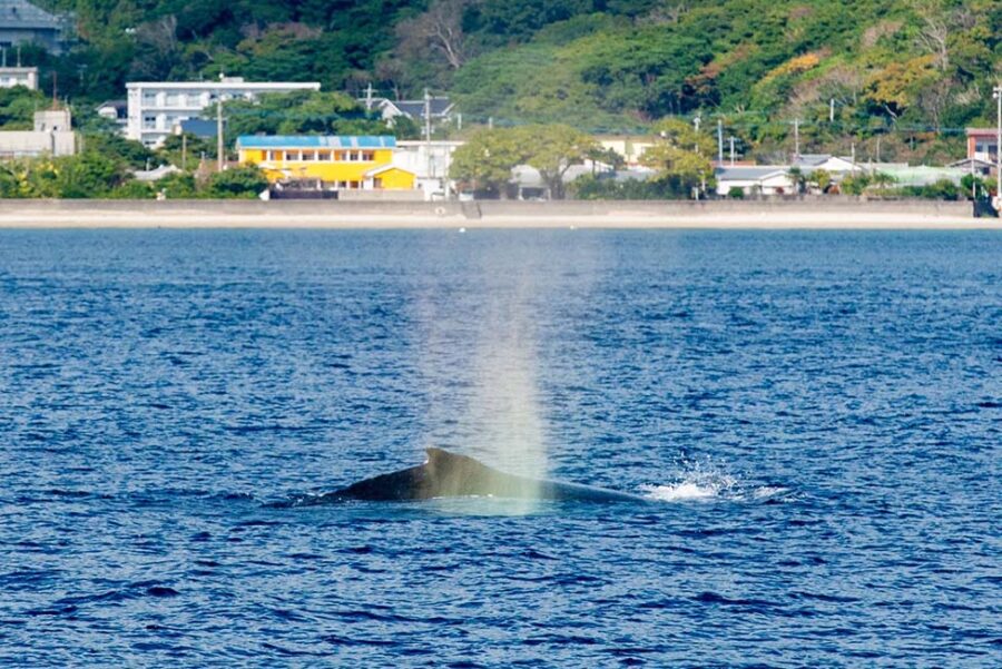 【奄美大島/冬季限定/1日】ホエールスイム（ホエールウォッチング＆シュノーケル）で奄美の海へ！ザトウクジラと感動の出会い★参加条件あり（No.14）