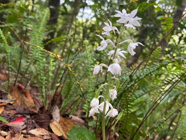奄美大島の植物とおすすめ観察ポイントを完全ガイド！季節別の見頃もご紹介