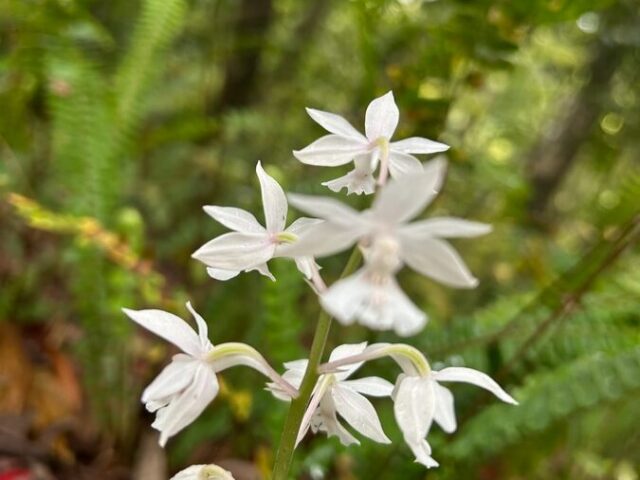 奄美大島の植物とおすすめ観察ポイントを完全ガイド！季節別の見頃もご紹介