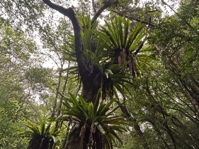 奄美大島の植物とおすすめ観察ポイントを完全ガイド！季節別の見頃もご紹介