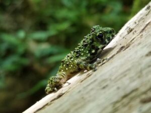 奄美大島の珍しい生き物図鑑｜固有種や絶滅危惧種に出会えるスポットも紹介！