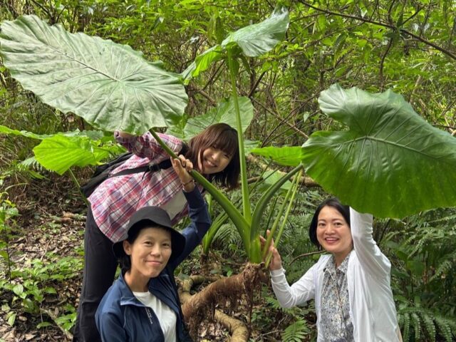 奄美大島の植物とおすすめ観察ポイントを完全ガイド！季節別の見頃もご紹介