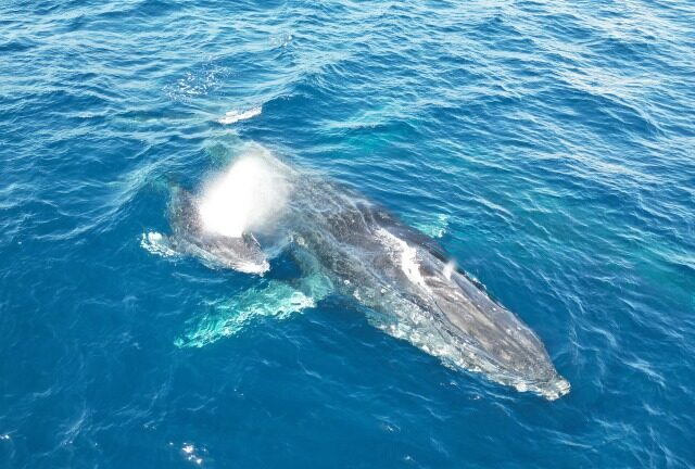 【奄美南部/冬季限定/半日】0歳から参加OK！ホエールウォッチングツアーでザトウクジラに会おう！＜トイレ・シャワーなど充実の船内設備♪＞2024年遭遇率90％達成★（No.88）