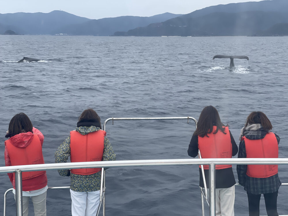 【奄美南部/冬季限定/半日】0歳から参加OK！ホエールウォッチングツアーでザトウクジラに会おう！＜トイレ・シャワーなど充実の船内設備♪＞2024年遭遇率90％達成★（No.88）