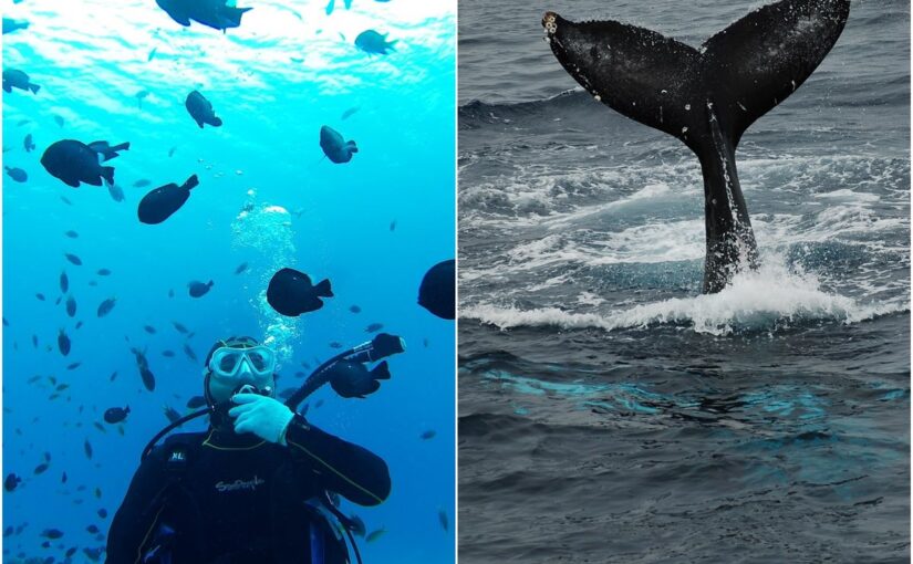 ダイビング　ホエールウォッチング　奄美
